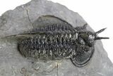 Devil Horned Cyphaspis Walteri Trilobite - Mrakib, Morocco #252524-2